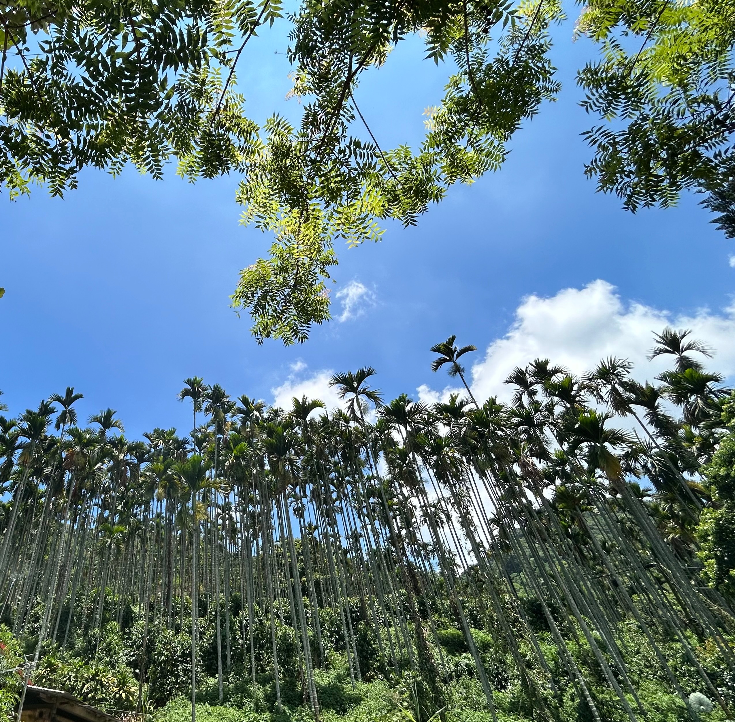 國姓鄉 長豐村 鐵比卡 水洗