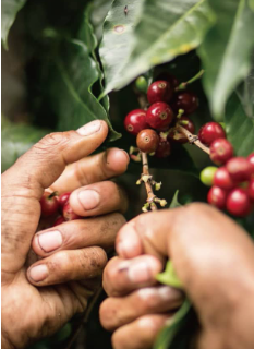巴拿馬 驢子莊園 卡杜依 100%非洲棚架日曬