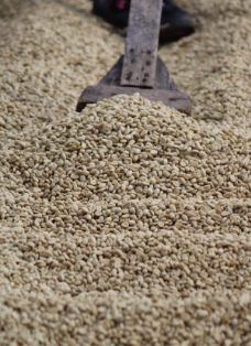 尼加拉瓜 米耶瑞詡 檸檬樹莊園 “花語” 紅卡杜依 水洗