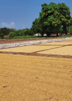 薩爾瓦多 聖伊蓮娜莊園 波本 蜜處理