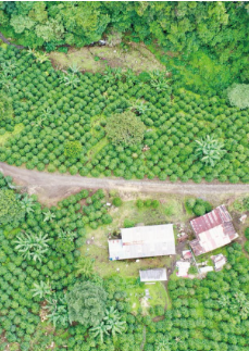 印尼 爪哇 阿拉比卡 G1 水洗