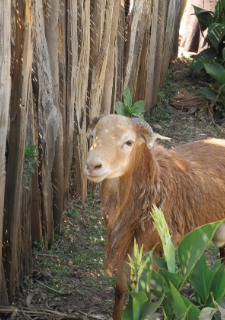 印度 羅布斯塔 A 日曬