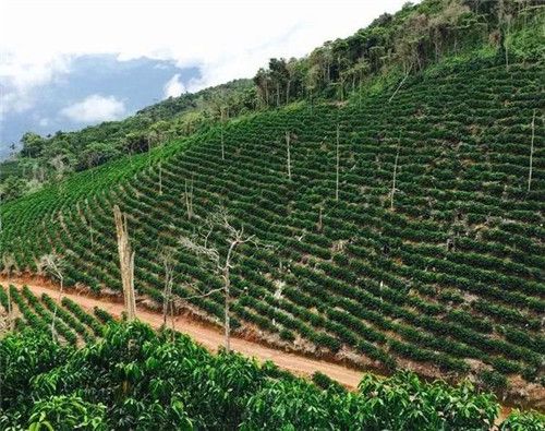 玻利維亞 明日太陽計劃 卡拉納比 卡杜拉/卡杜艾 水洗處理