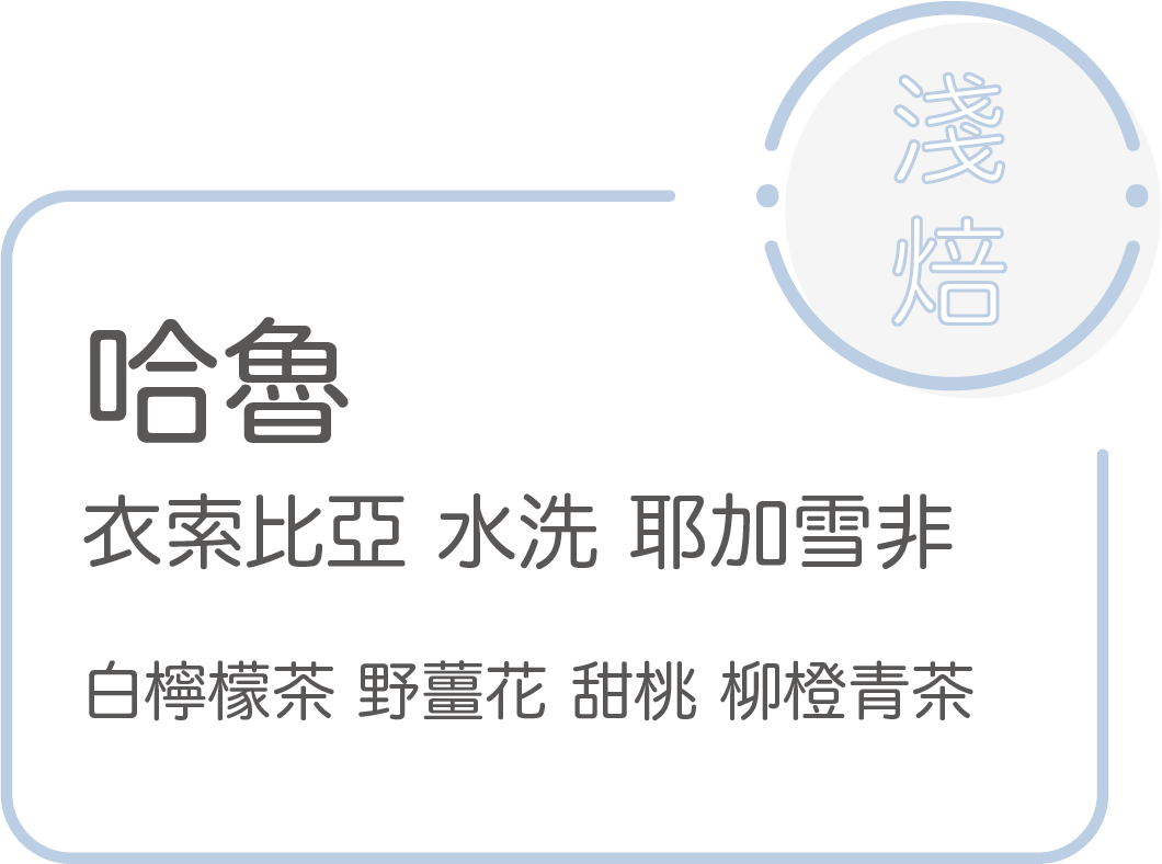 淺焙【 哈魯 】水洗 衣索比亞 耶加雪非