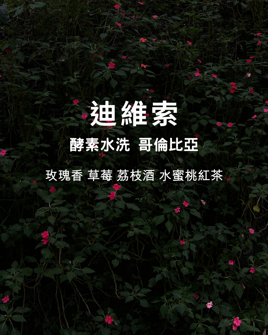 淺焙：【 迪維索 】厭氧水洗 哥倫比亞