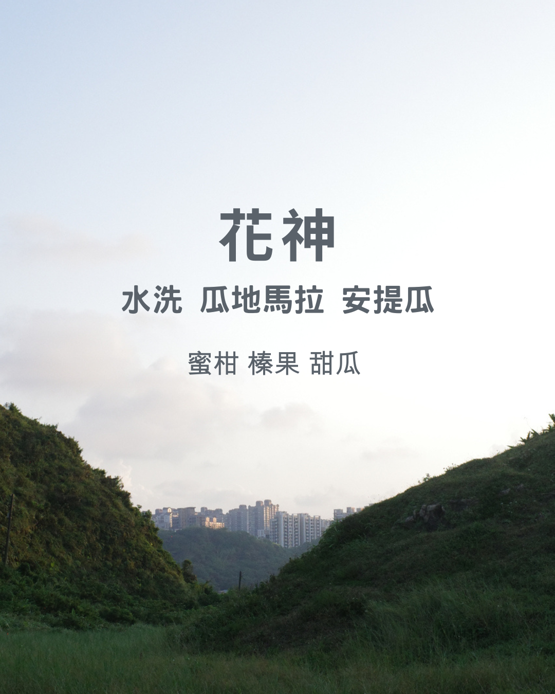 淺焙：【 花神 】水洗 瓜地馬拉 安提瓜