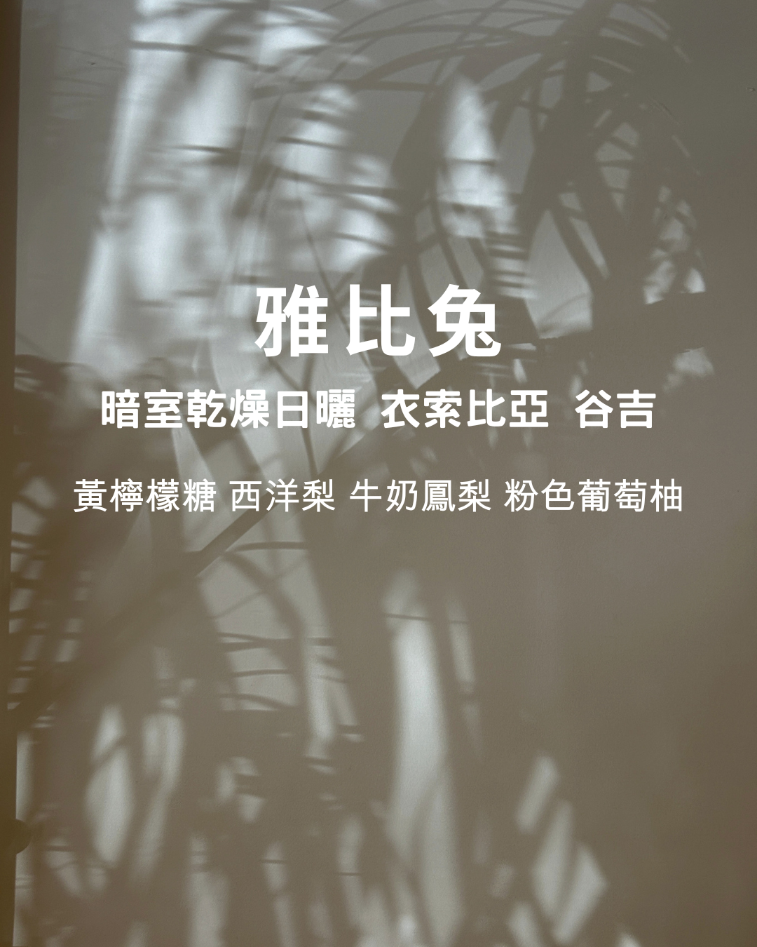 淺焙【 雅比兔 】暗室乾燥日曬 衣索比亞 谷吉
