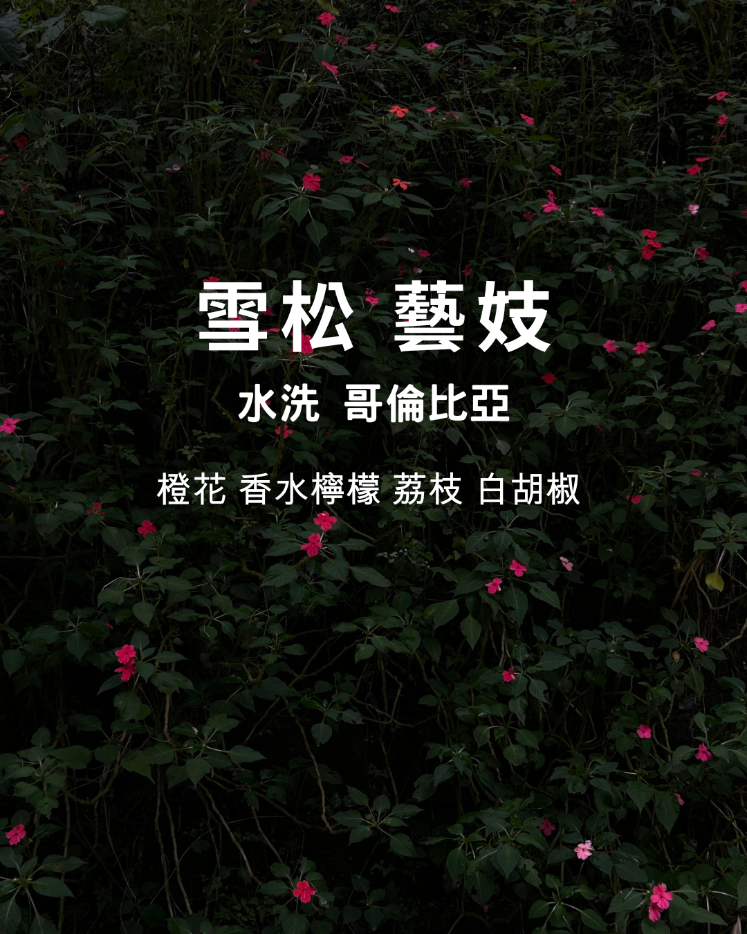 New 淺焙：【 雪松 藝妓 】水洗  哥倫比亞