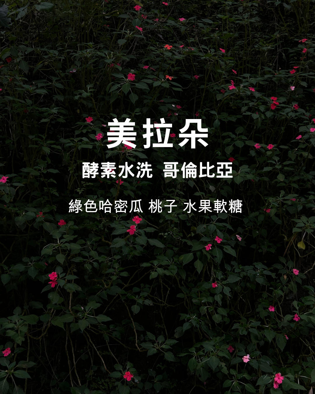 New 淺焙：【 美拉朵 】酵素水洗 哥倫比亞