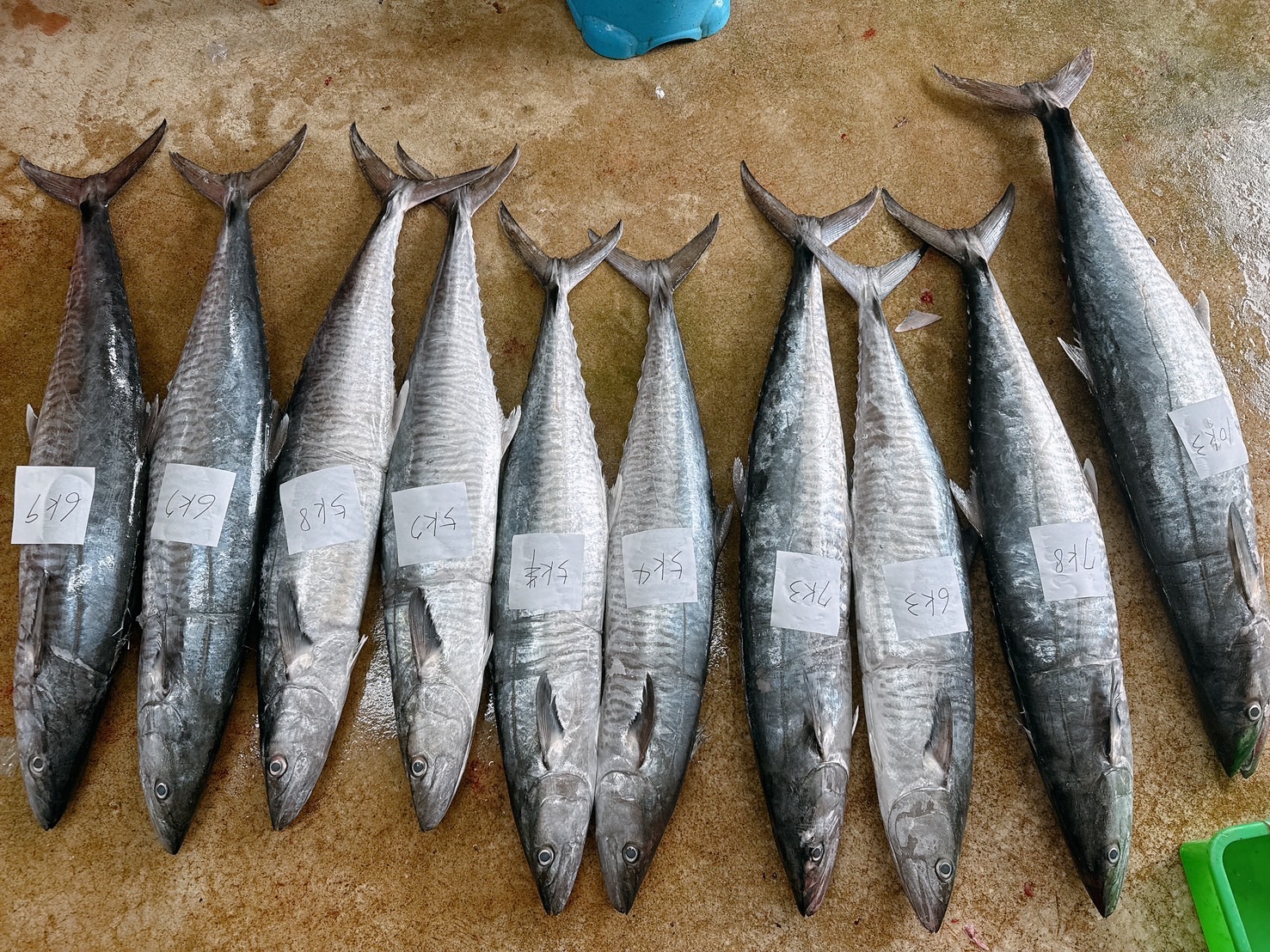 正澎湖北海土魠整尾