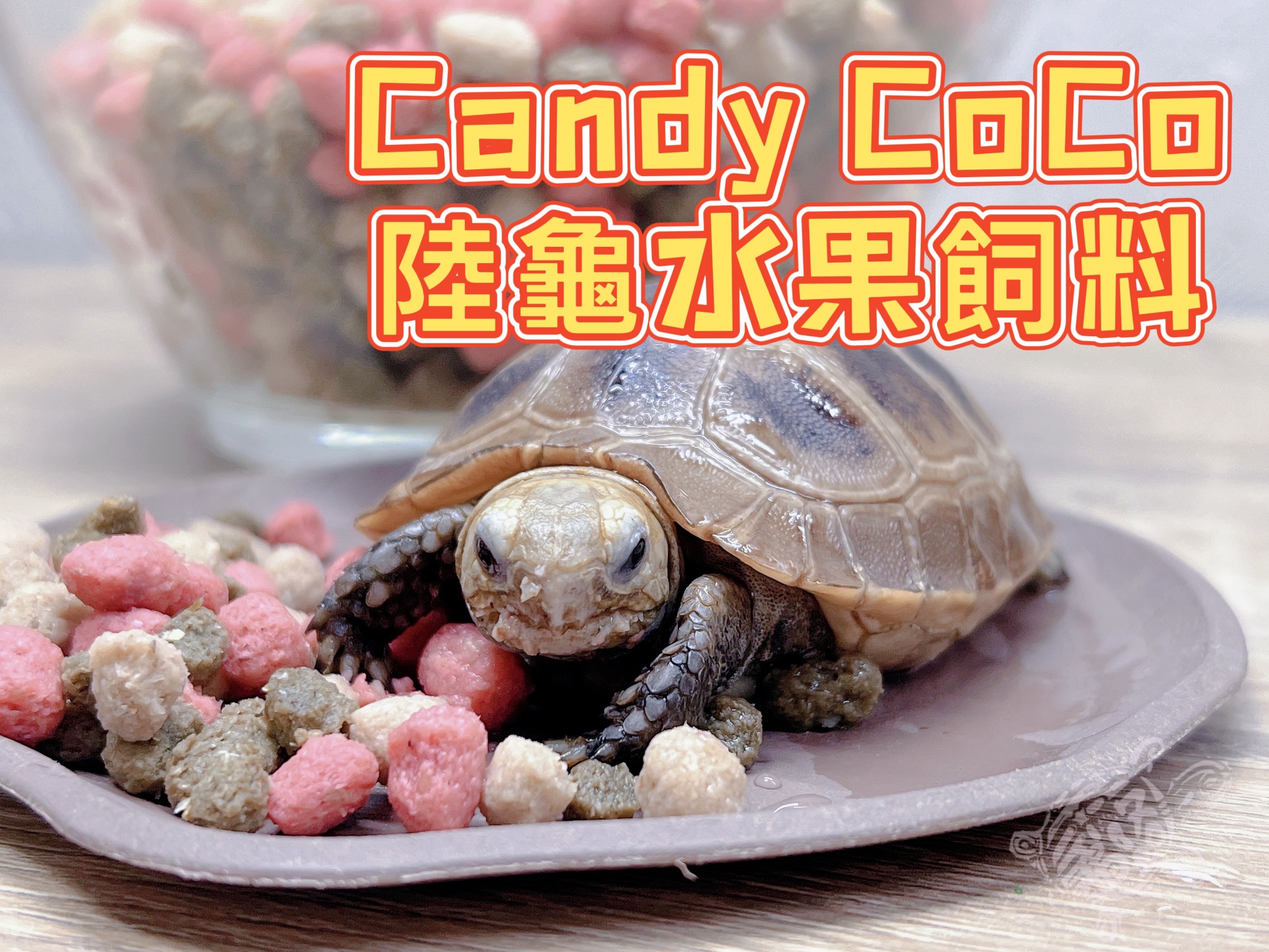 Candy CoCo陸龜水果飼料