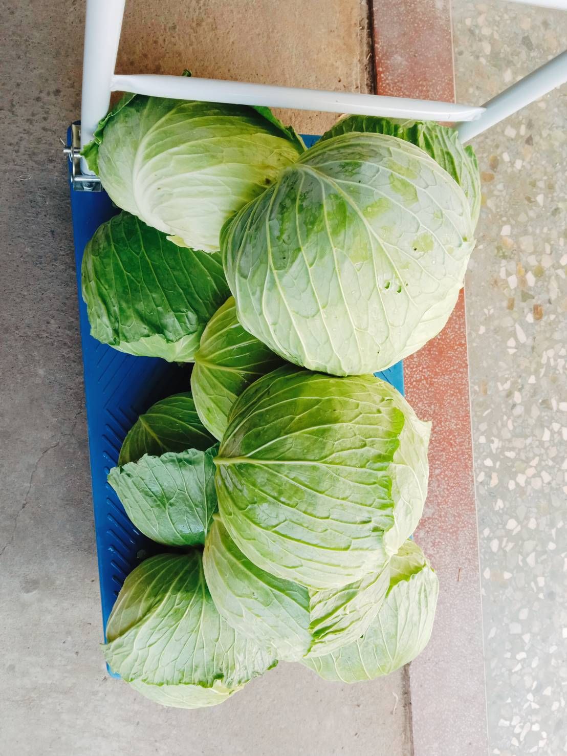 高麗菜鮮肉