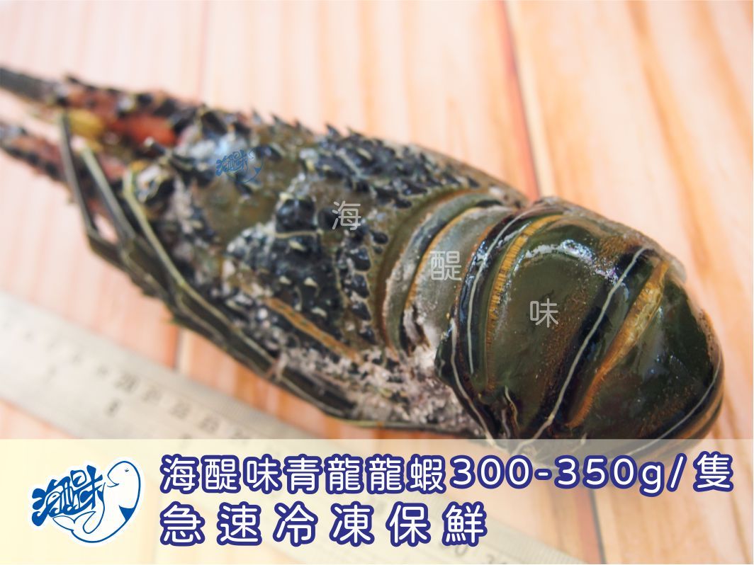 海醍味-極品青龍龍蝦（300-350g±10%），原價$550/隻