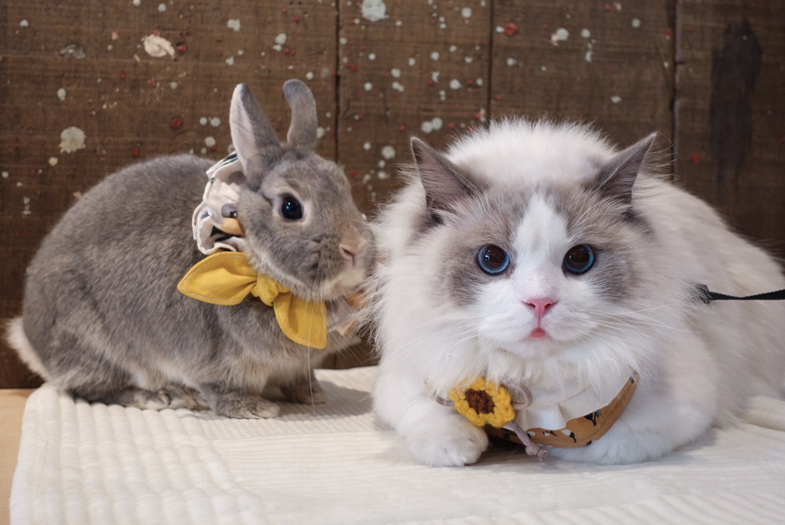 豬肉ㄉ二手牽繩衣🐰