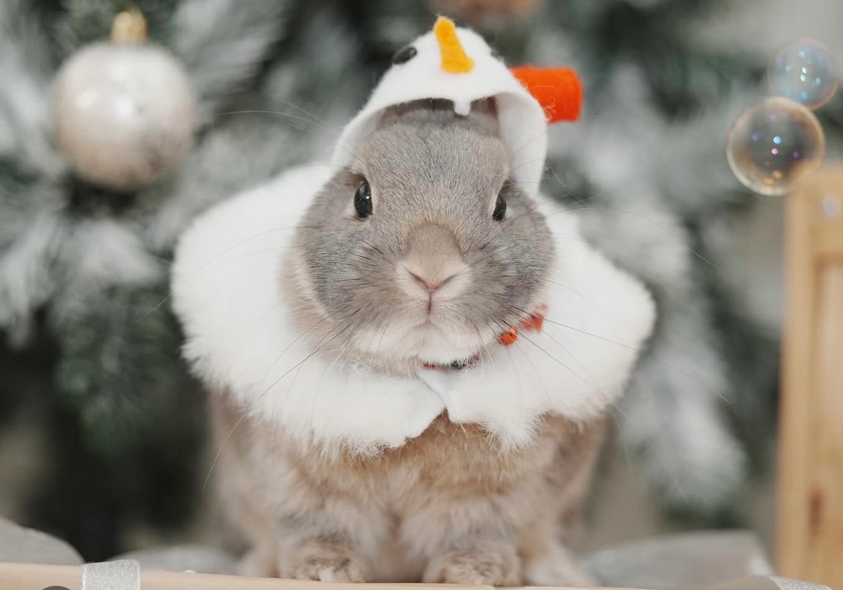 豬肉ㄉ二手配件🐰