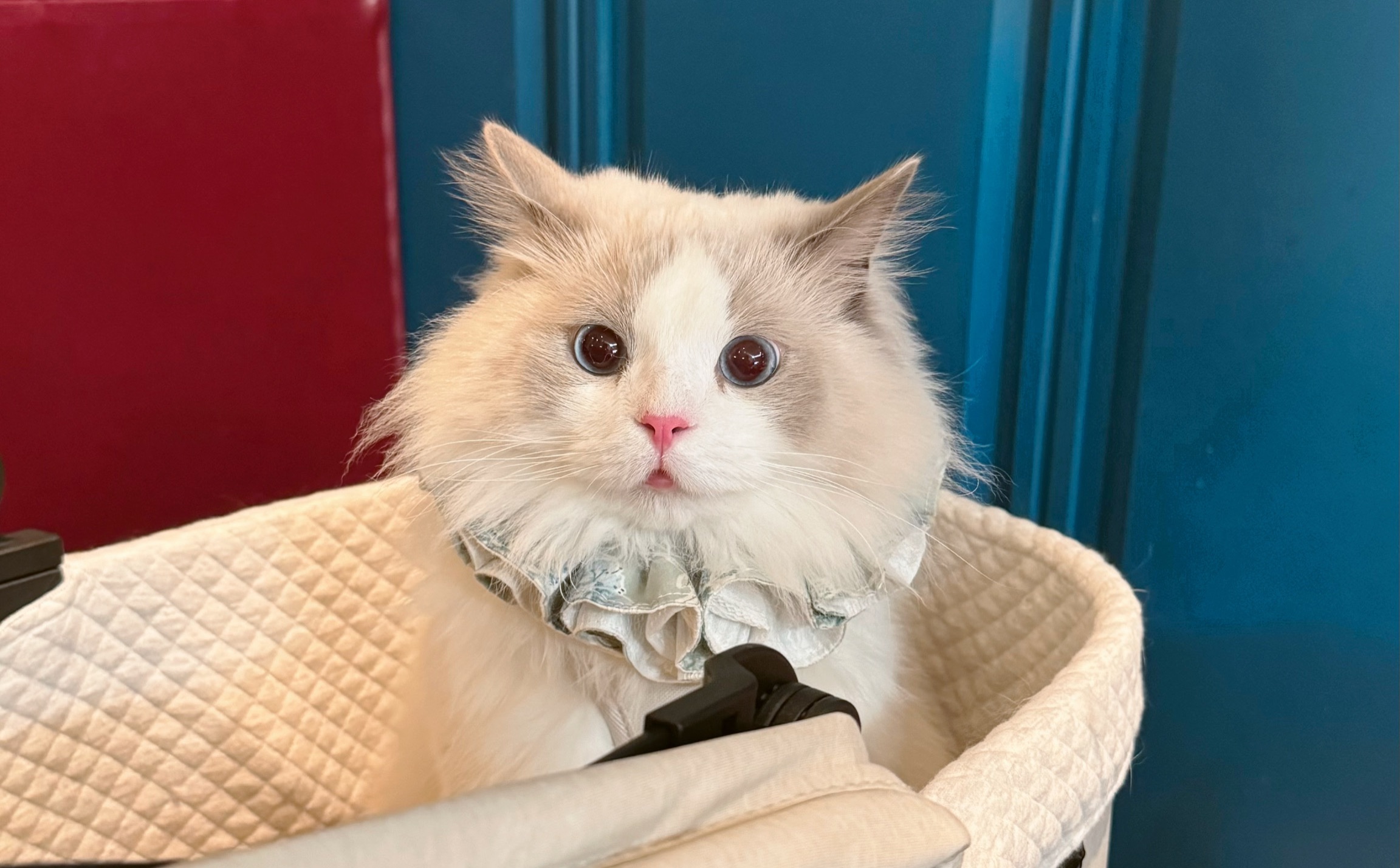 湯圓ㄉ二手領巾🐱