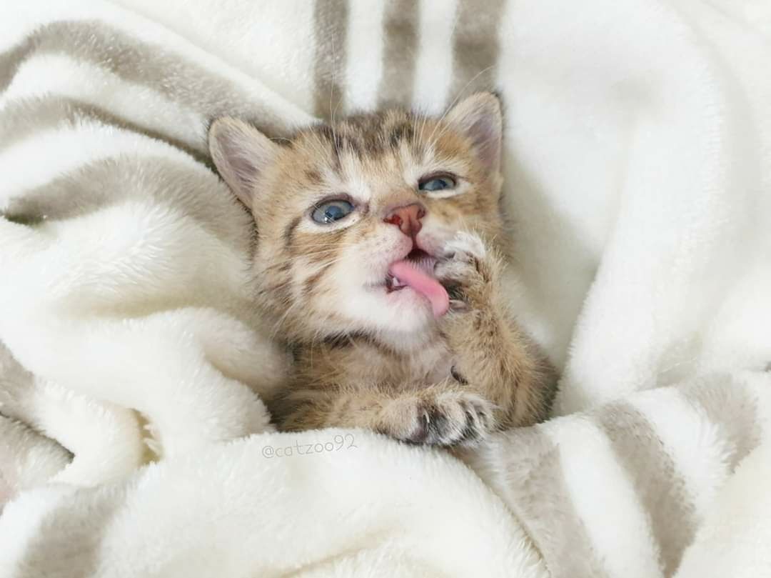 臭貓團購群-找自己名字下單