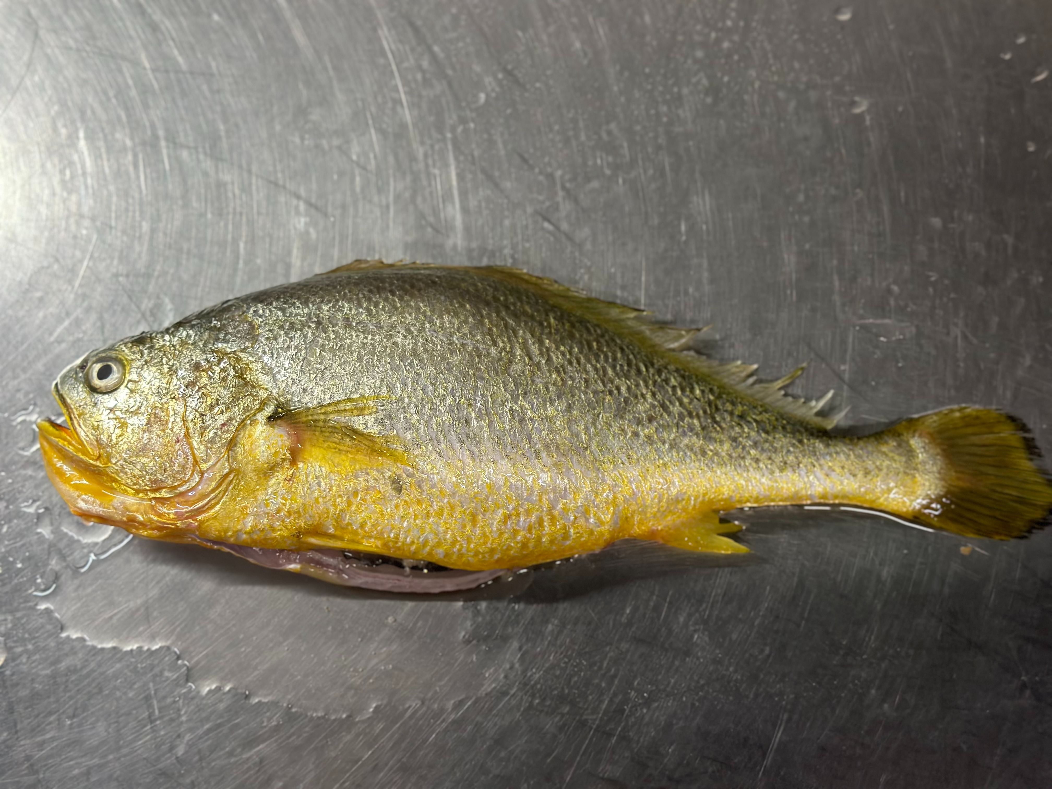 黃魚 三去 |去鱗片、去內臟、去鰓 約350g~450g重 | 生鮮冷凍系列