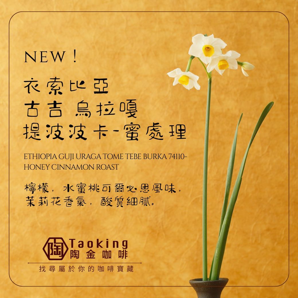 衣索比亞/古吉 烏拉嘎 提波波卡-蜜處理-淺焙