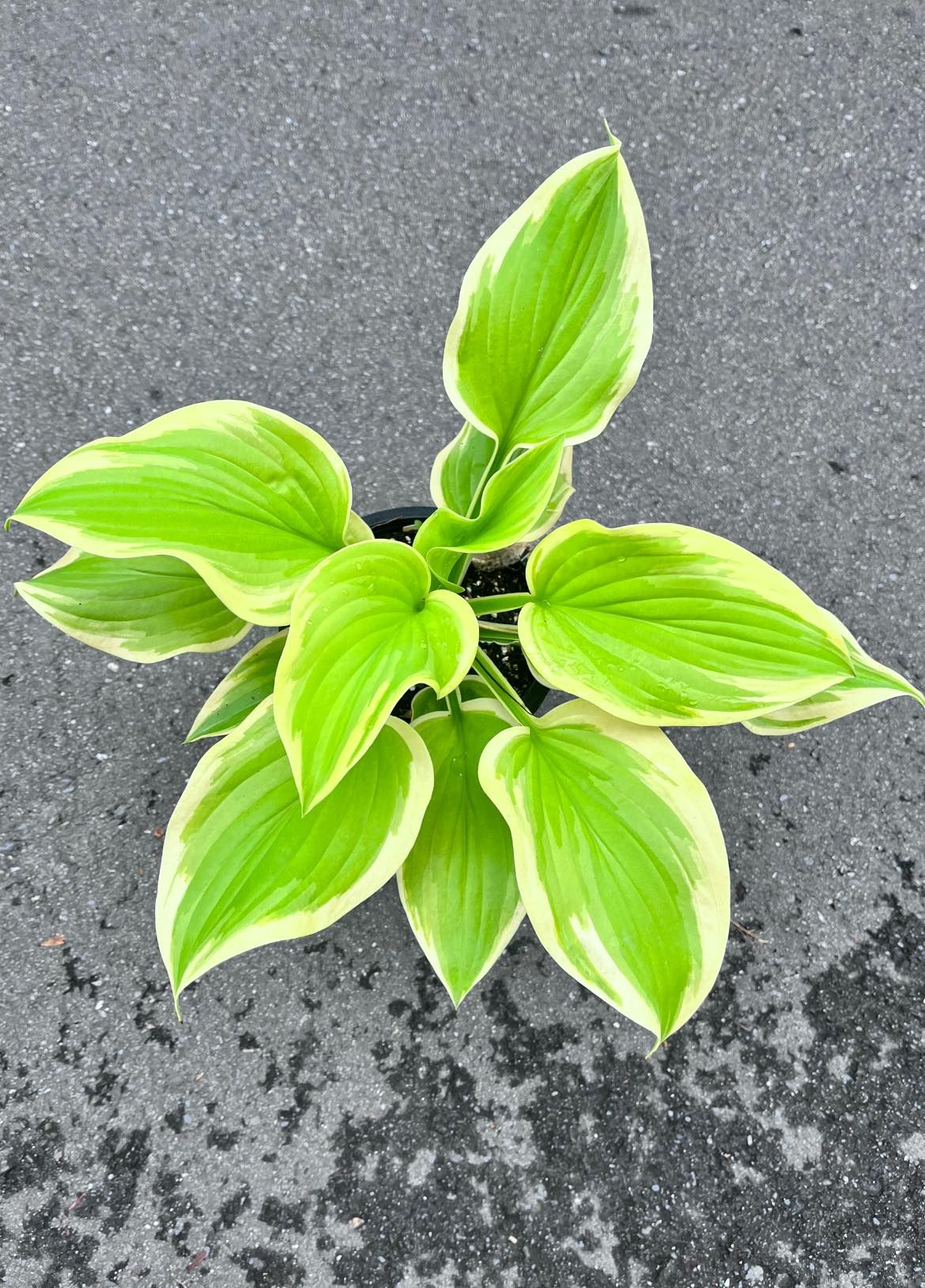 穩根滿盆．強健有香味的玉簪品種--’芳香花束’ Hosta-’Fragant-Bouquet’ （盆栽）