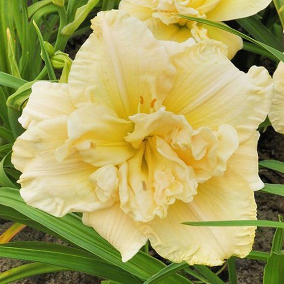 3 個進口西洋萱草品種：強健、耐熱、開花性好  （裸根）