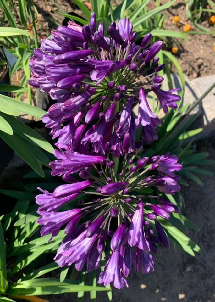 2025 首次進口的兩個不斷得獎百子蓮品種 ：紫泡泡 Popping Purple 和 龍捲風 Twister