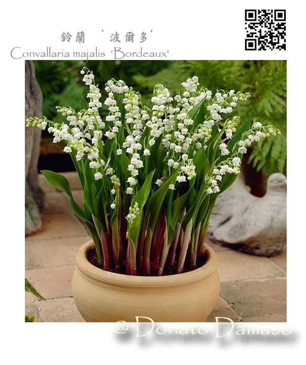 2026 現貨抵台．鈴蘭 新娘的選擇 Bridal Choice