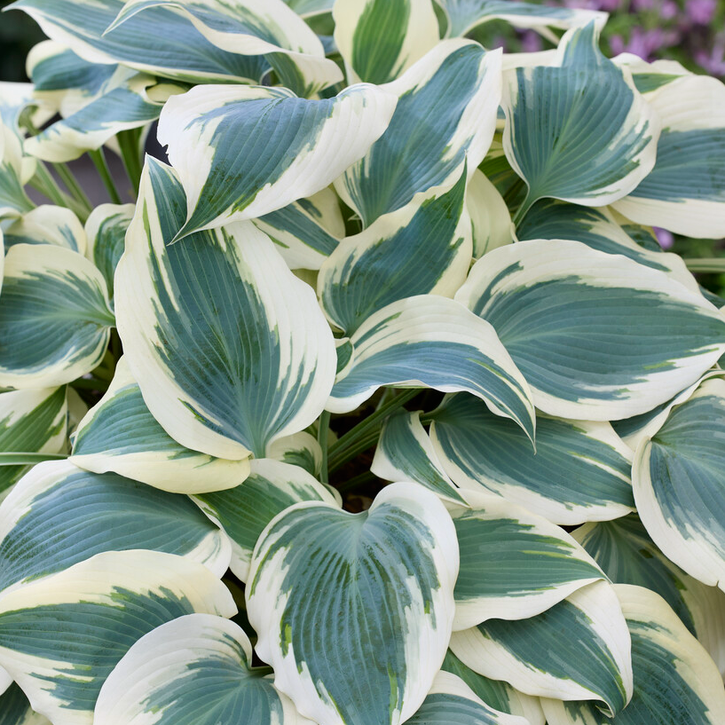 2026 玉簪到貨了！