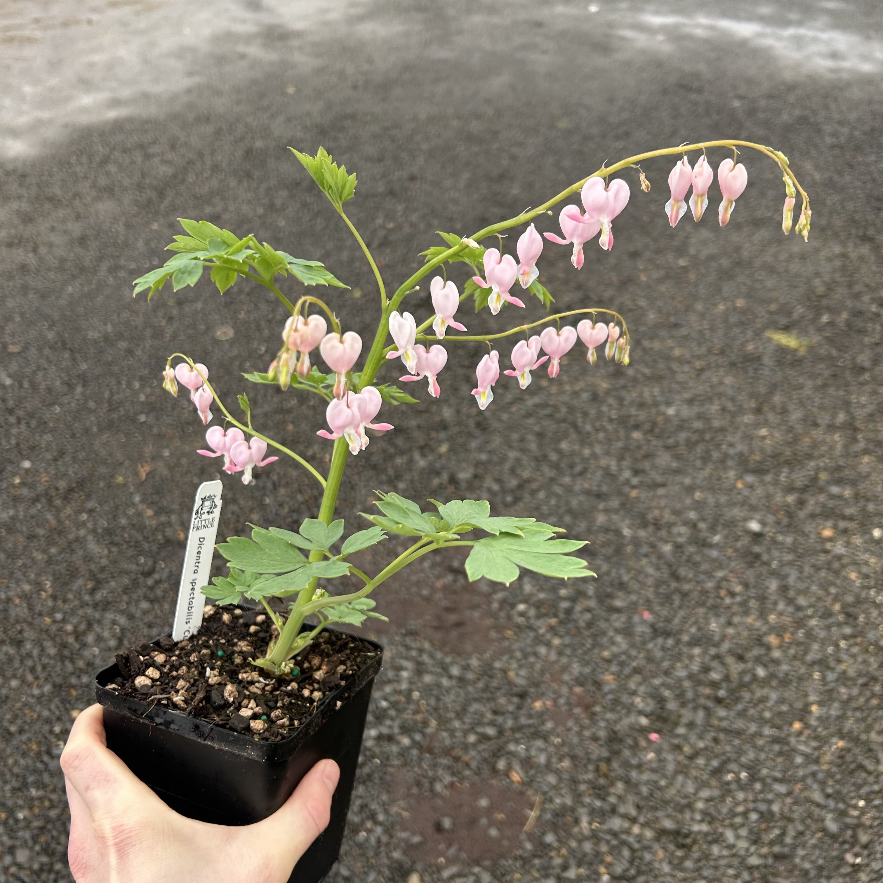 今年進的一樣是小型的荷苞牡丹