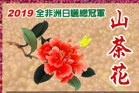 2019非洲日曬總冠軍  山茶花