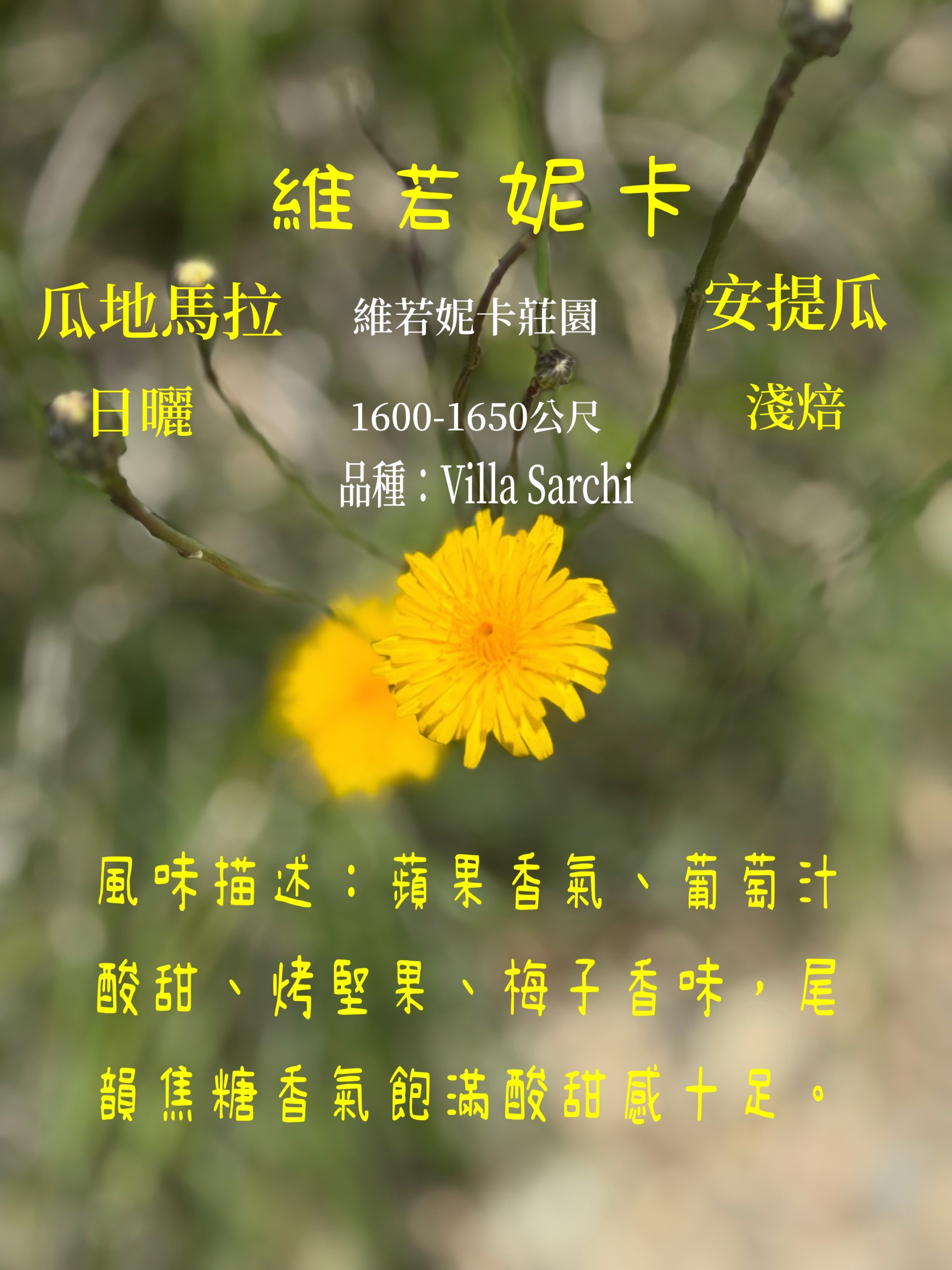 維若妮卡  瓜地馬拉  日曬