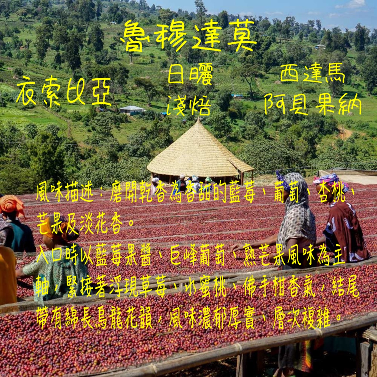 魯穆達莫 衣索比亞 日曬  淺焙