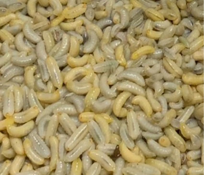 （七八月才會有貨唷）有須可以先跟捲捲登記~~虎頭蜂好朋友系列