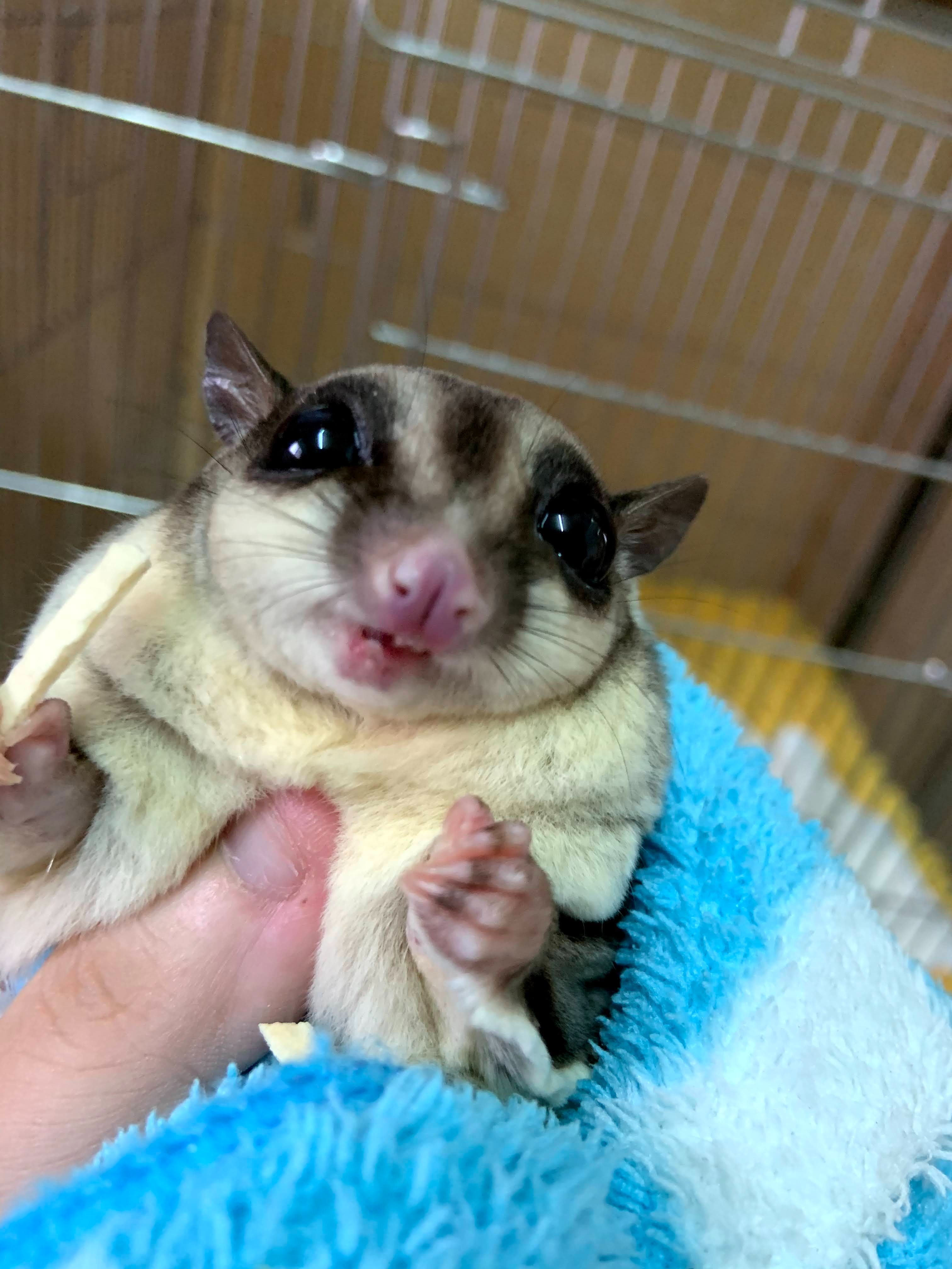 蜜袋鼯食譜（H）/（G）