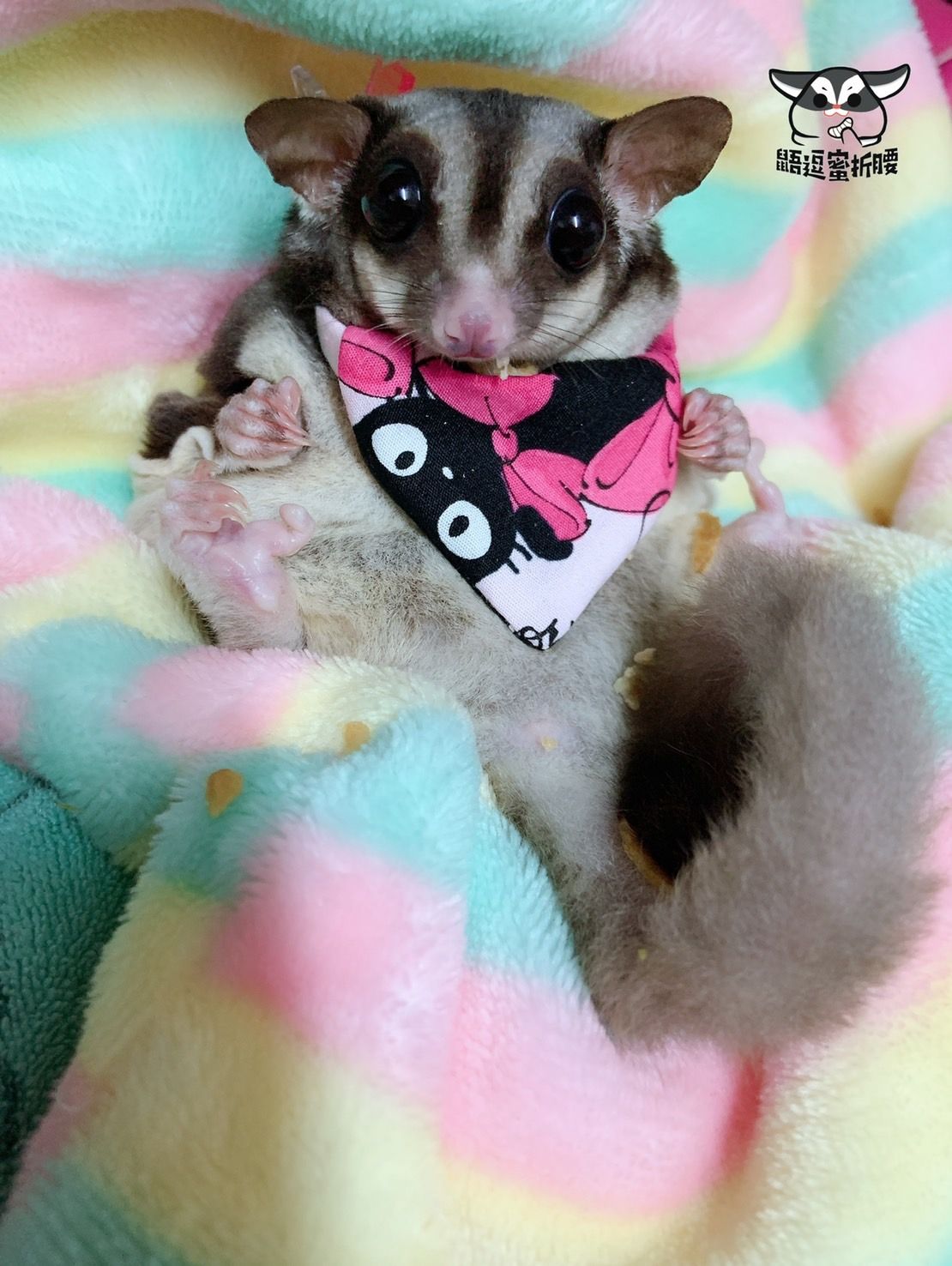 蜜袋鼯專用圍兜兜