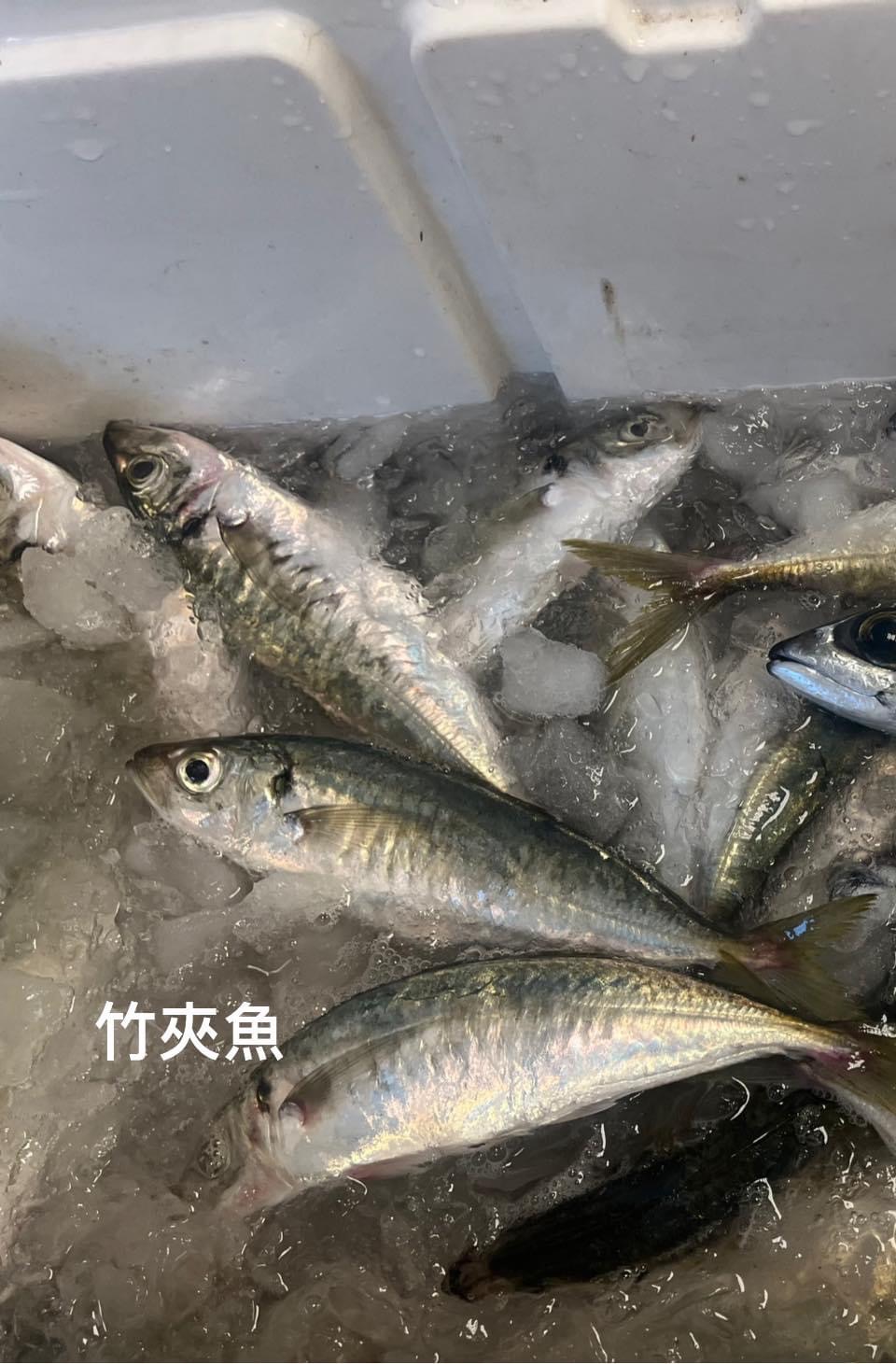 船釣高級黃尾竹夾魚