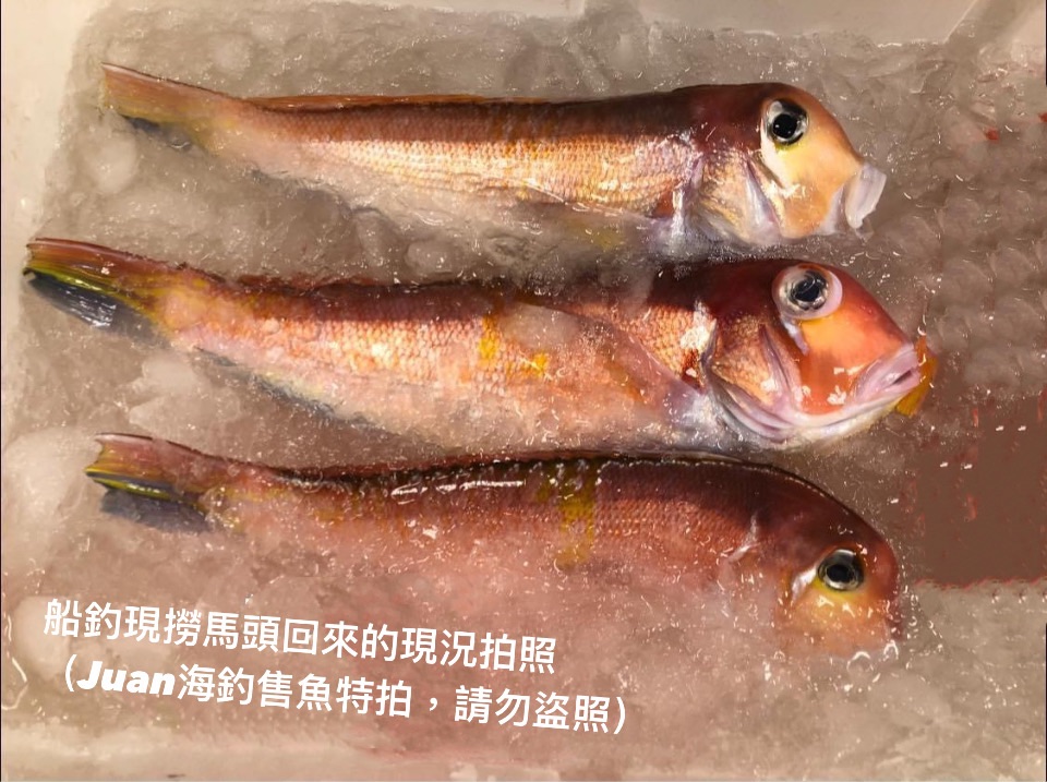 船釣馬頭魚