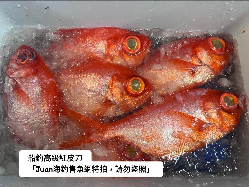 船釣高級紅皮刀