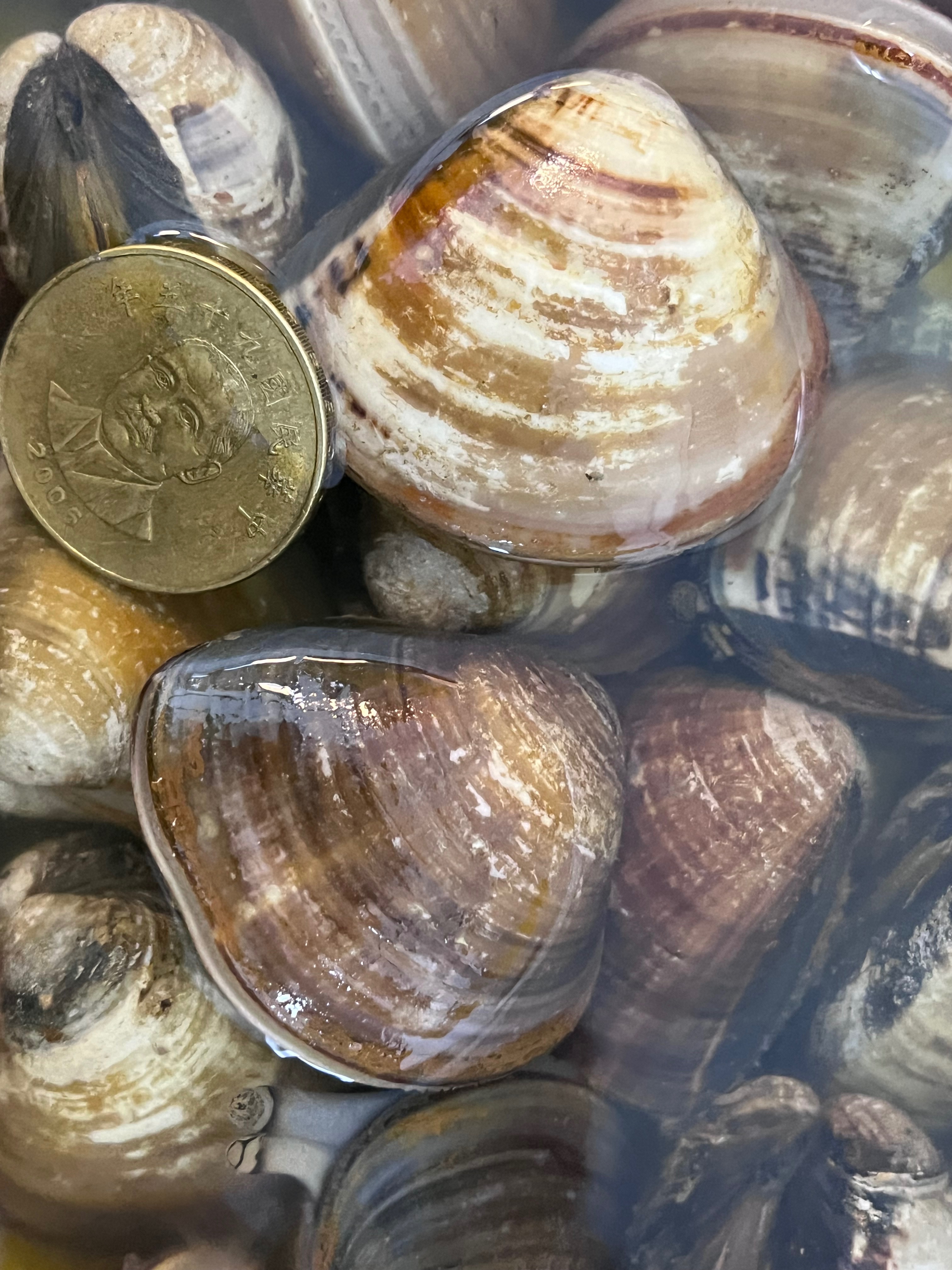 活凍已吐沙野生蛤蠣