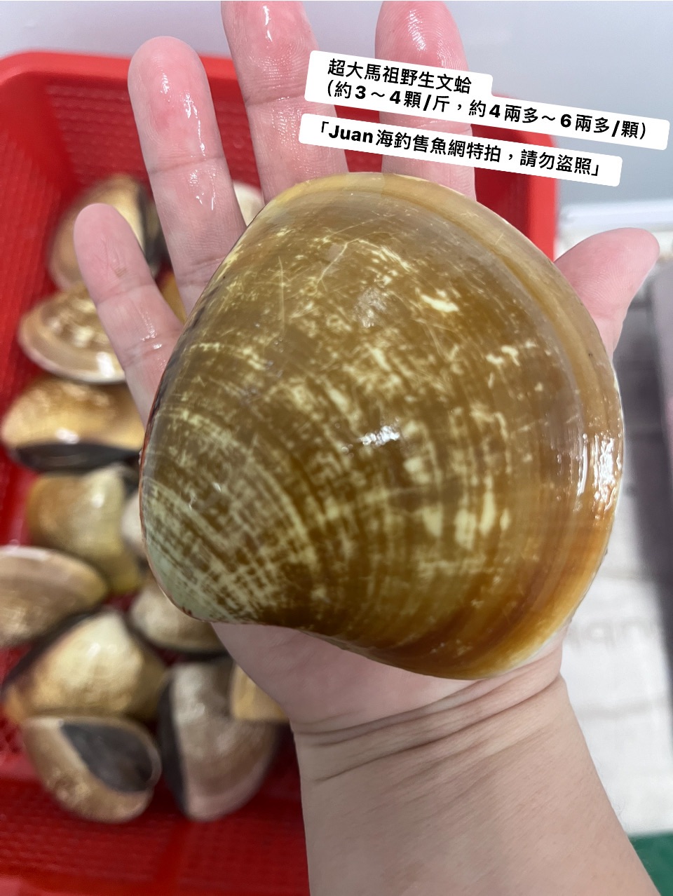特大和超大馬祖野生文蛤