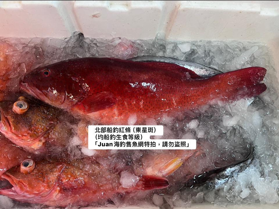 北部船釣高級紅條