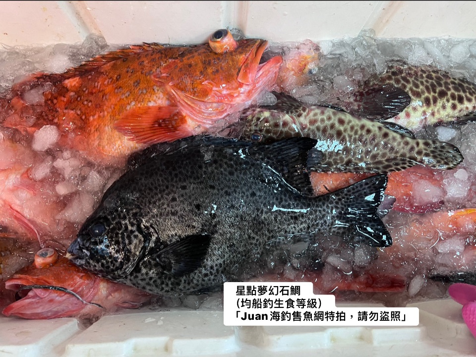 船釣高級夢幻星點和橫紋石鯛