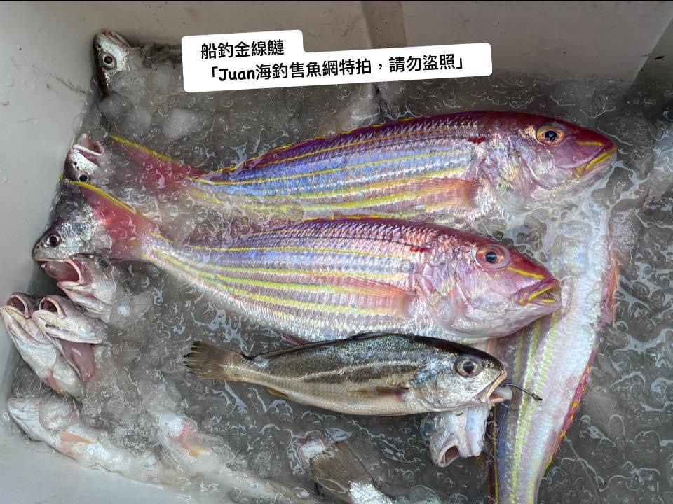 金門船釣金線鰱