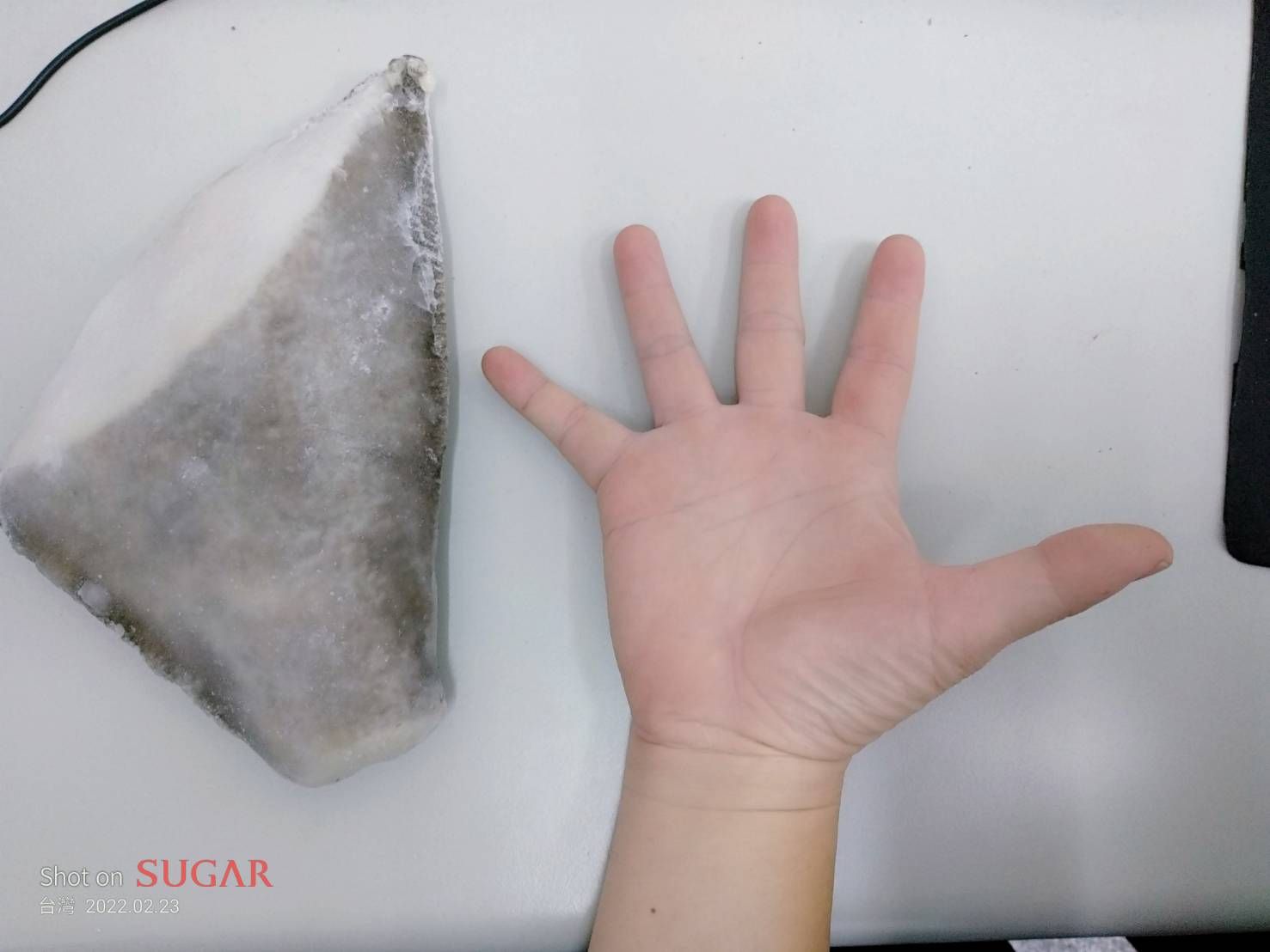 超大片鱈魚尾 450g±10%