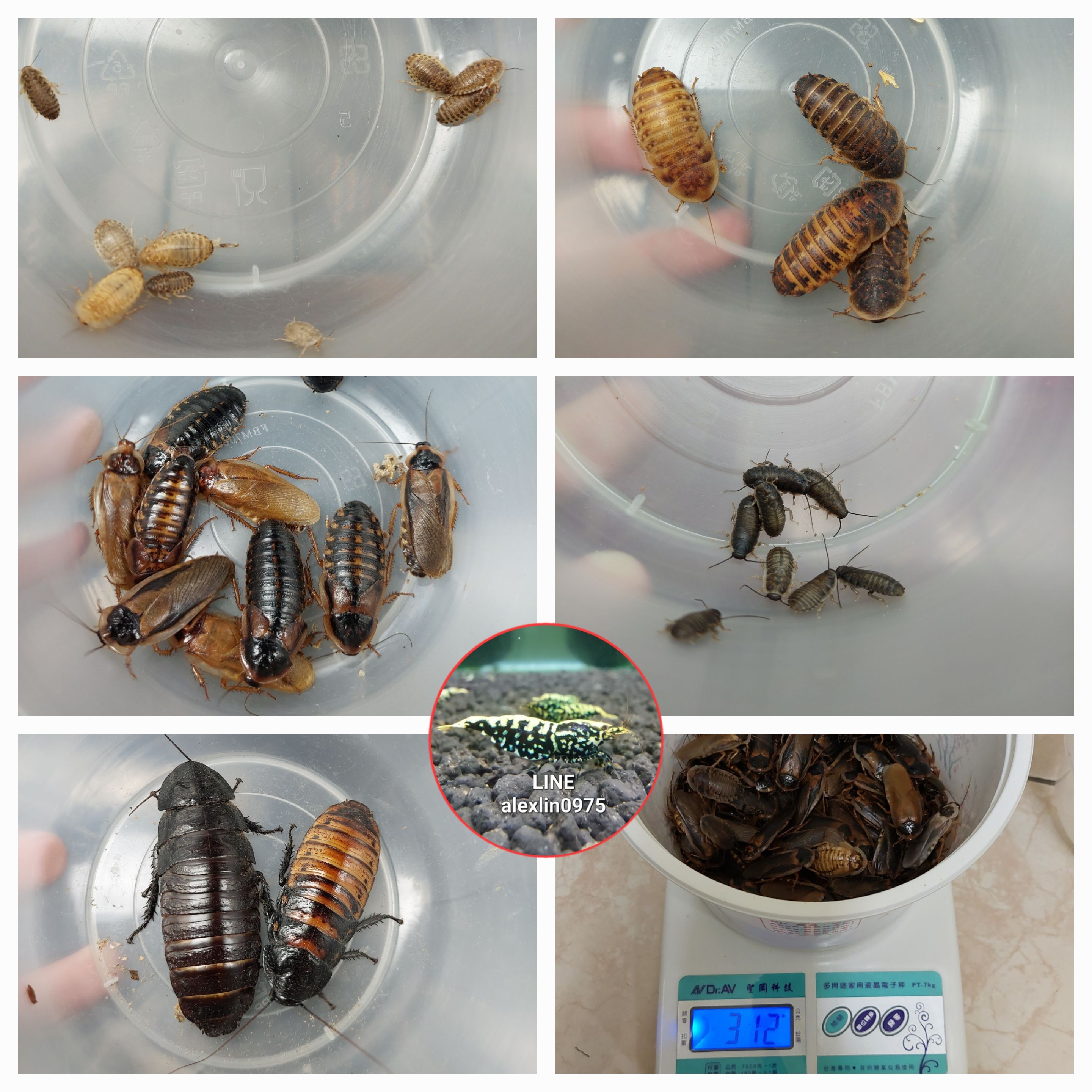 杜比亞 馬島 精緻零售 客製化