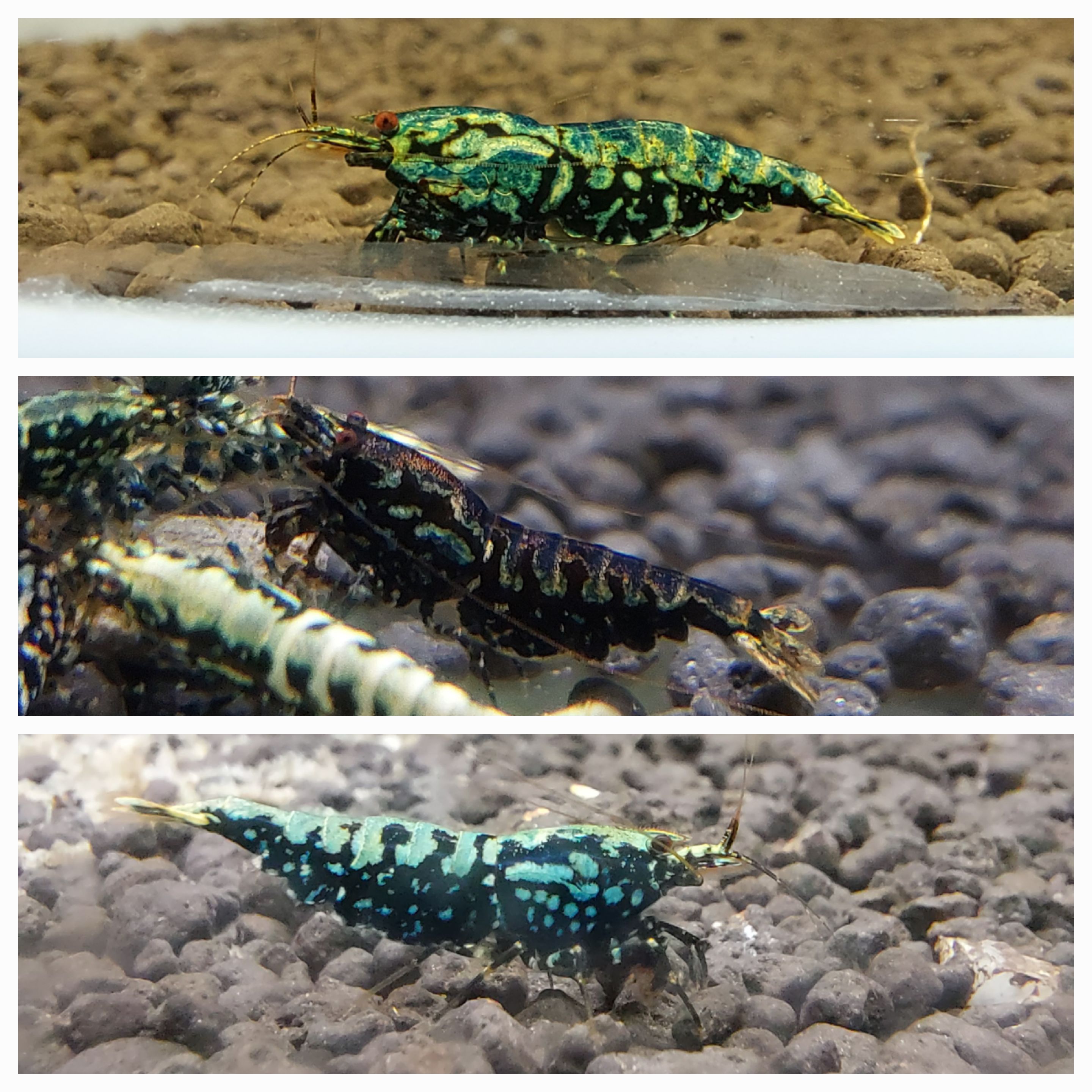 水晶蝦 米蝦 螯蝦 客製金額處