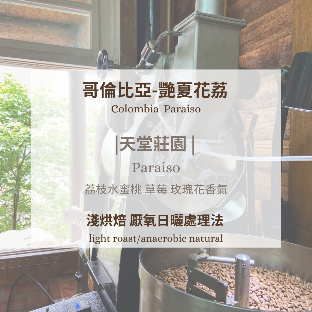 哥倫比亞-艷夏花荔 ［淺焙 雙重厭氧日曬 ］