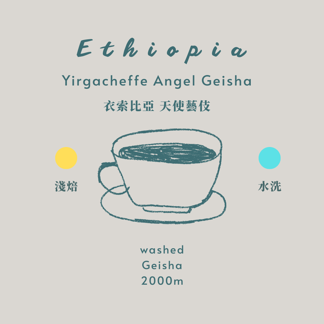 衣索比亞-天使藝伎 ［淺焙 水洗 ］