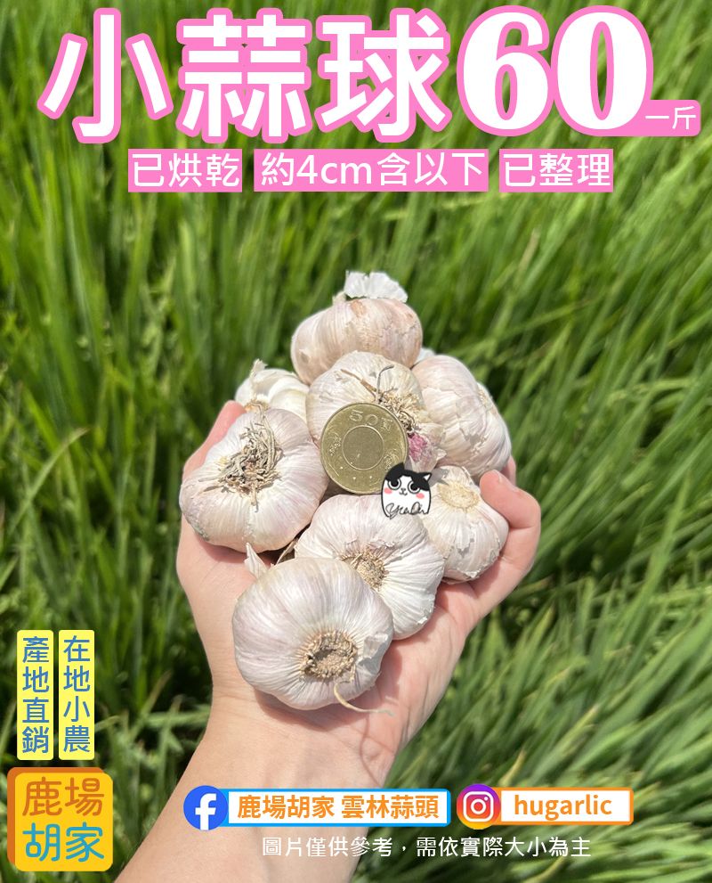 小乾蒜球【已整理】4cm含以下