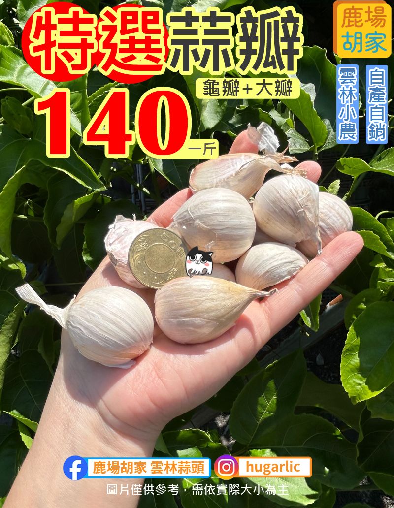 特選蒜瓣【龜瓣+大瓣】